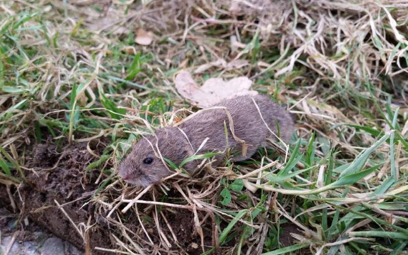 How to Get Rid of Voles in Yard - One Hundred Acres Home