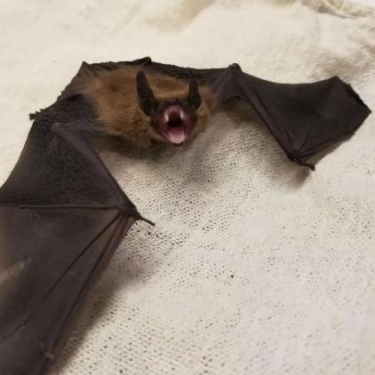 Bat Control | Wayfare Pest Solutions