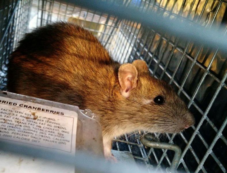 Poison-free Rat Control and Mouse Control – Solution Pest Control – Metro  Vancouver